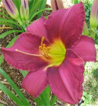 Hemerocallis Olive Bailey Landon - Photo de fleurs d'h�m�rocalle