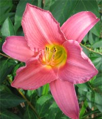 Hemerocallis Oporto - Photo de fleur h�m�rocalle