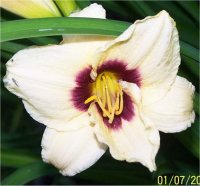 Hemerocallis Pandora's Box - Photo de fleur d'h�m�rocalle
