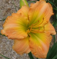 Hemerocallis Persimmon punch - Photo d'une h�m�rocalle