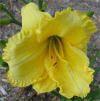 Hemerocallis Petite ballet - Photo de fleur d'h�m�rocalle