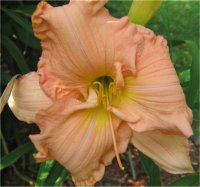 Hemerocallis Pink Whimsy - Photo d'une h�m�rocalle