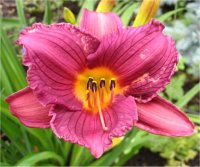 Hemerocallis Purple de Oro - Photo de fleurs d'H�m�rocalleh