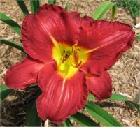 Hemerocallis Pushmataha - Image de fleur d'H�m�rocalle