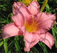 Hemerocallis Quinn buck - Photo d'une fleur d'h�m�rocalle