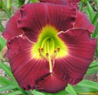 Hemerocallis Rue madeleine - Photo de fleur d'h�m�rocalle