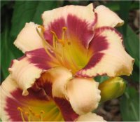 Hemerocallis Secret de Nonnes - Photo de fleur d'h�m�rocalle