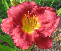 Hemerocallis Silent sentry - Image de fleurs d'h�m�rocalle