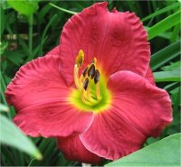 Hemerocallis Siloam Paul Watts - Photo d'h�m�rocalle en fleur