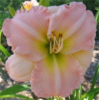 Hemerocallis Sister Evelyn - Photo de fleur h�m�rocalle