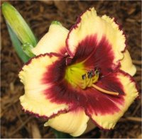 Hemerocallis Space coast bold scheme - H�m�rocalle