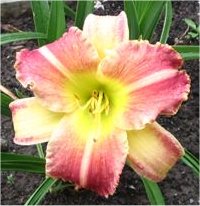 Hemerocallis Startle - H�m�rocalle