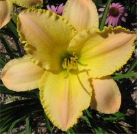 Hemerocallis Techny peace - Image d'h�m�rocalle en fleur