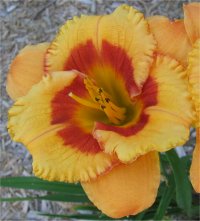 Hemerocallis Tigerling - Photo d'une fleur d'h�m�rocalle