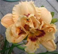 Hemerocallis Vienna - H�m�rocalle