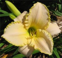 Hemerocallis Wedding band - Photo de fleur h�m�rocalle