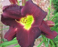 Hemerocallis Which way Jim - Image de fleur h�m�rocalle