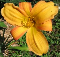 Hemerocallis Wild one - Photo d'une fleur d'h�m�rocalle