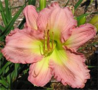 Hemerocallis Yesturday memories - Photo de fleurs h�m�rocalle