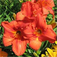 Hemerocallis Alabama jubelee - H�m�rocalle