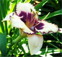 Hemerocallis Alaqua - H�m�rocalle