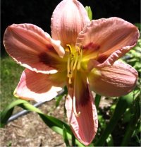 Hemerocallis Alien Encounter - Image d'H�m�rocalle