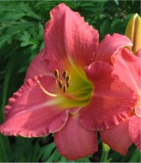 Hemerocallis Ann kelley - H�m�rocalle