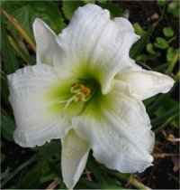 Hemerocallis Artic snow - H�m�rocalle