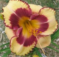 Hemerocallis Awakening dream - H�m�rocalle