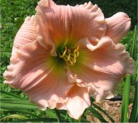 Hemerocallis Barbara Mitchell - H�m�rocalle