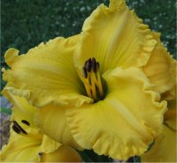 Hemerocallis Bill Norris - Photo d'h�m�rocalle