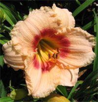 Hemerocallis Broken heart - Photo d'h�m�rocalle