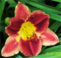 Hemerocallis Calgary stampede - H�m�rocalle