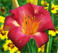 Hemerocallis Cherry Cheeks - H�m�rocalle