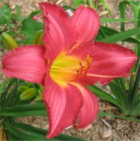 Hemerocallis Chicago raspberry - Photo d'h�m�rocalle