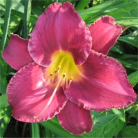 Hemerocallis Chicago royal robe - Image d'h�m�rocalle