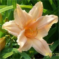 Hemerocallis Children festival - H�m�rocalle