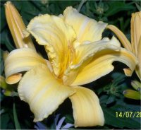 Hemerocallis Cleda-jones - H�m�rocalle