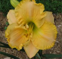 Hemerocallis Collier - H�m�rocalle