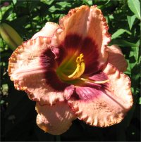 Hemerocallis Daring Deception - Photo d'h�m�rocalle
