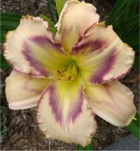 Hemerocallis Destined to see - H�m�rocalle