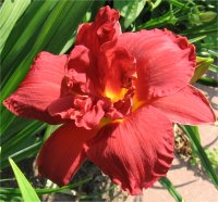 Hemerocallis Double firecracker - Image d'h�m�rocalle