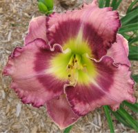 Hemerocallis Druids chant - Photo d'h�m�rocalle