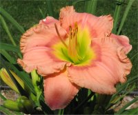 Hemerocallis Elegant Candy - Image de fleur d'h�m�rocalle