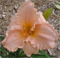 Hemerocallis Elisabeth Salter - H�m�rocalle