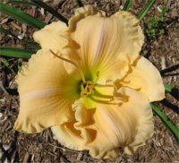Hemerocallis Enchanting Blessing - Photo de fleur d'h�m�rocalle