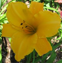 Hemerocallis Finlandia Gold - Photo d'h�m�rocalle