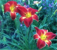 Hemerocallis Fire Cracker - H�m�rocalle