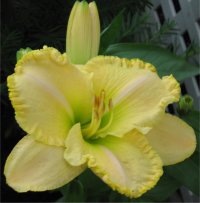 Hemerocallis First Knight - Image d'une h�m�rocalle