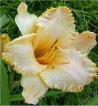 Hemerocallis Forsyth yellow river - Image d'une H�m�rocalle